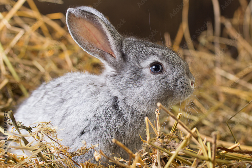 Naklejka premium Rabbit on Dry Grass