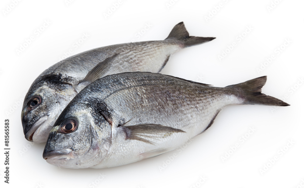Dorado fish isolated on white background with clipping path Dorado fish isolated on white background with clipping path