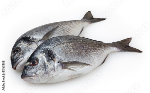 Dorado fish isolated on white background with clipping path