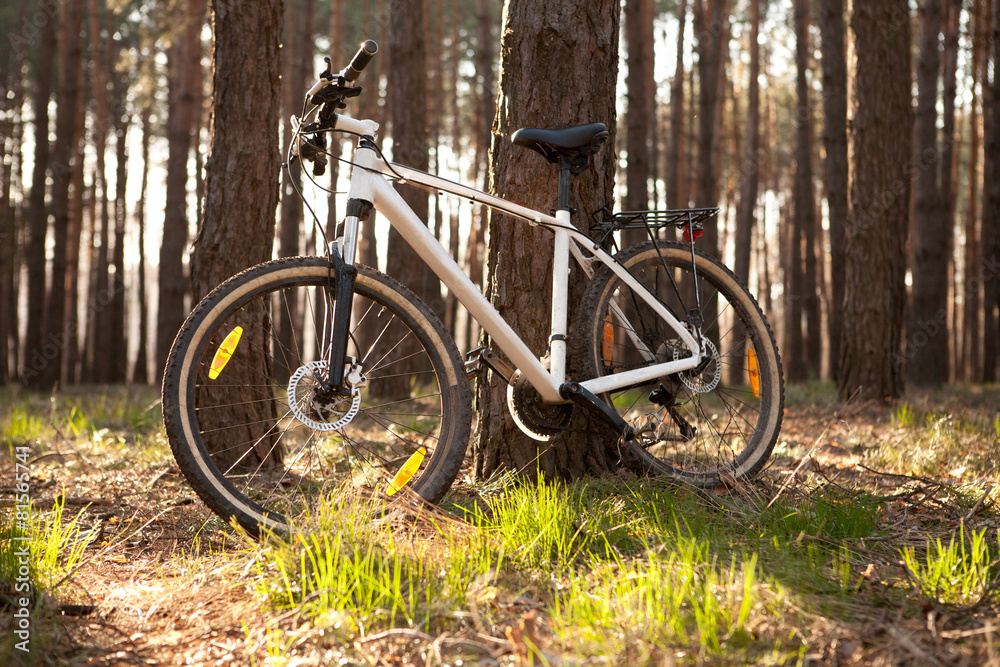 Bicycle near a tree in summer or spring forest