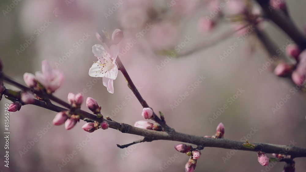 Beautiful Pink Blossoming Peach Flowers on Tree Branch in Spring Beautiful Pink Blossoming Peach Flowers on Tree Branch in Spring