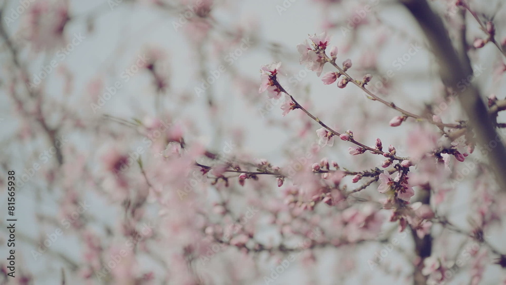 Beautiful Pink Blossoming Peach Flowers on Tree Branch in Spring Beautiful Pink Blossoming Peach Flowers on Tree Branch in Spring