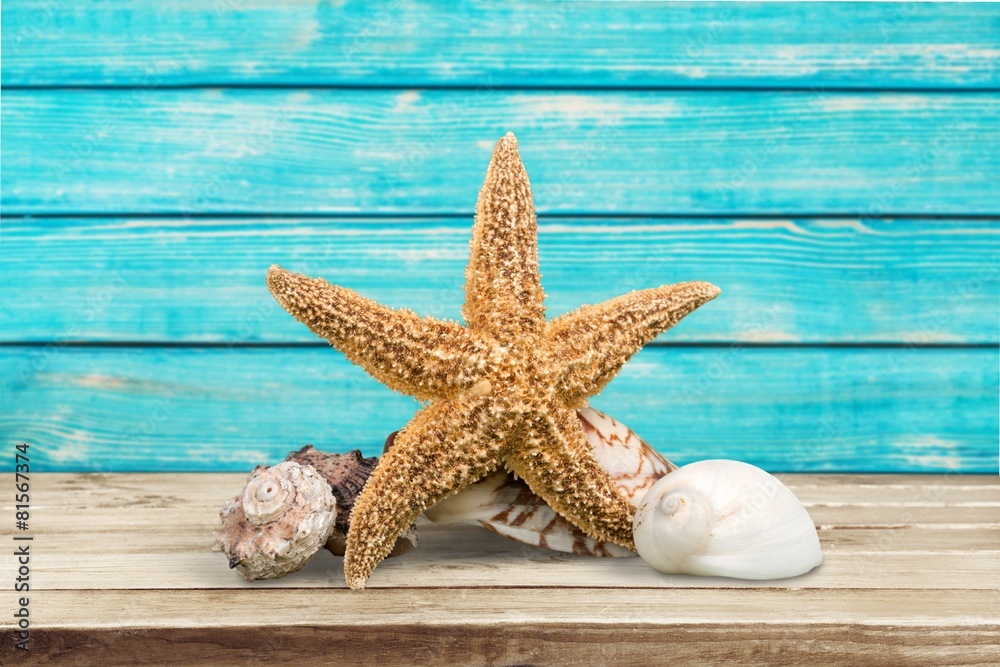 Starfish. A sugar starfish and various seashells. Starfish. A sugar starfish and various seashells.