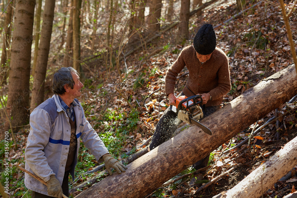 Senior lumberjacks cutting trees