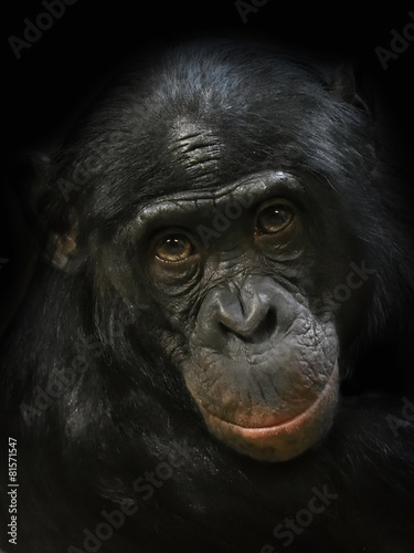 Bonobo (Pan paniscus) photo