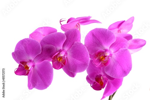 Closeup shot of pink orchid on white background