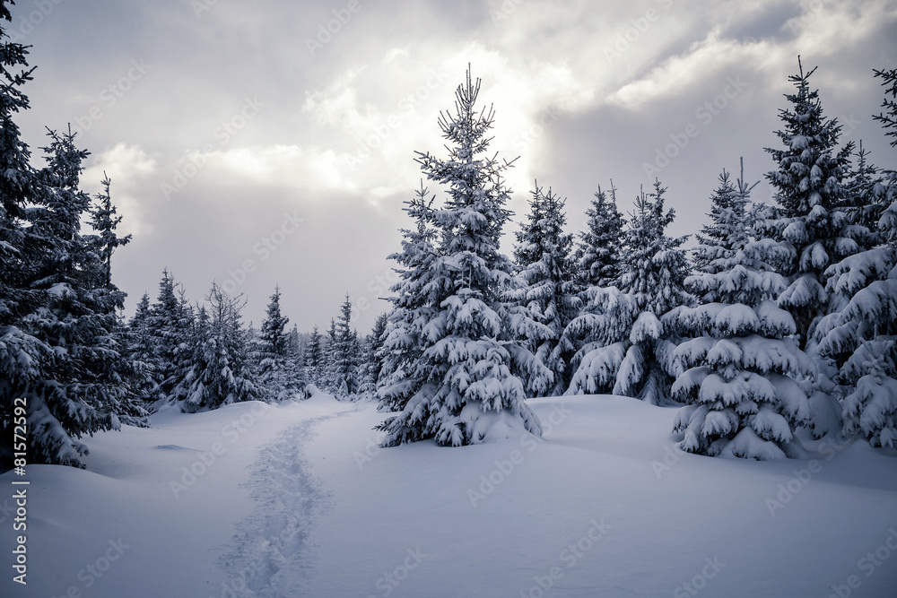 Schneebedeckte Wälder Schneebedeckte Wälder