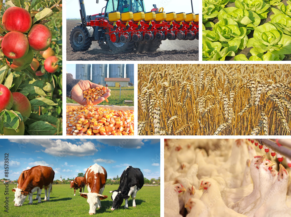 Obraz premium Agriculture - collage, food production