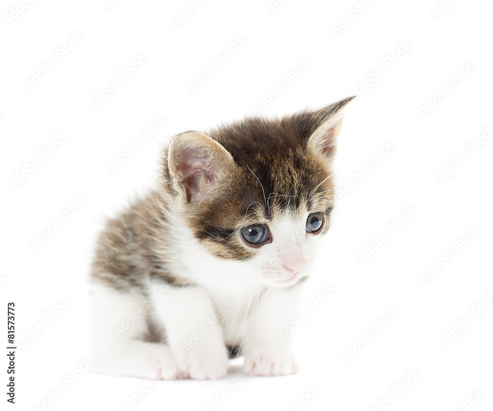 kitten looks on a white background
