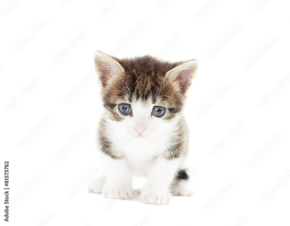 kitty watching on a white background