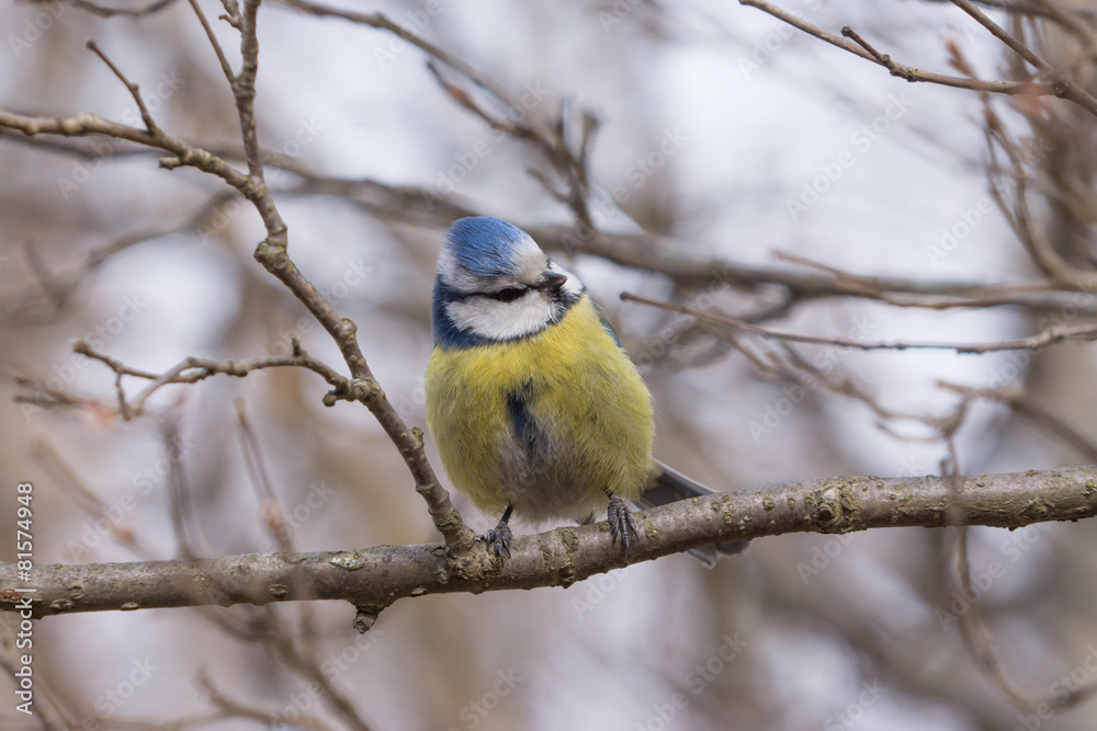 Fototapeta premium Blue Tit sitting on a branch.