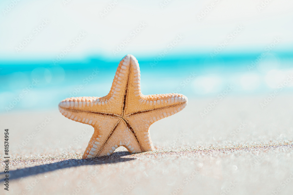 single starfish on the seashore. summer concept with copy space. single starfish on the seashore. summer concept with copy space.