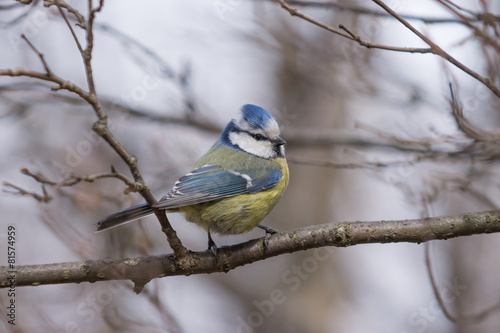 Blue Tit sitting on a branch.