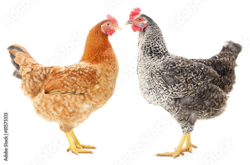 Two hens