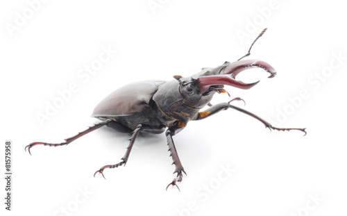 bugs (Oryctes Nasicornis)