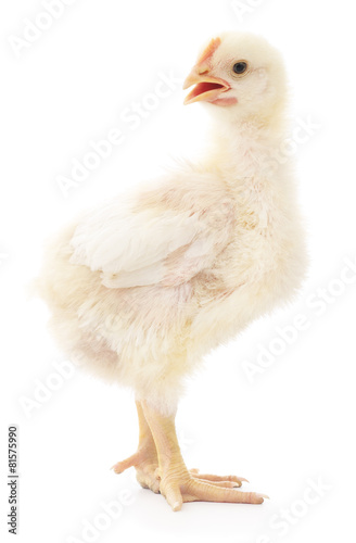 White chicken