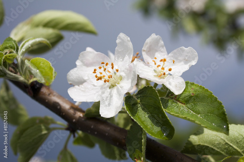 Flowers of apple after rain