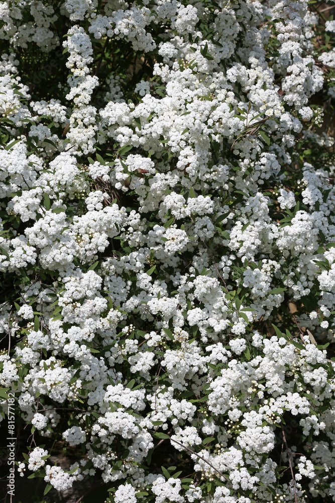 Spiraea cantoniensis 'Flore Pleno' Spiraea cantoniensis 'Flore Pleno'