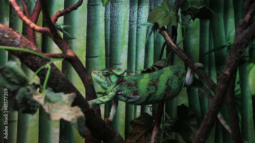 chameleon climbing on the tree photo