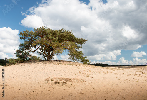 Eenzame boom op zandduin Kootwijkerzand © www.kiranphoto.nl