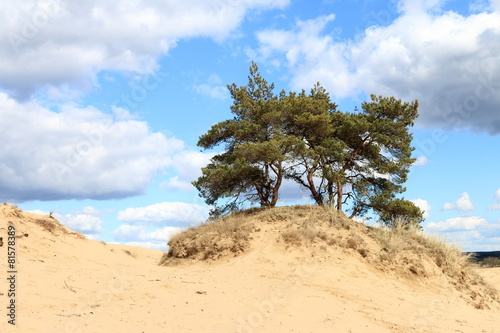 Bomen op zandverstuiving Kootwijkerzand photo