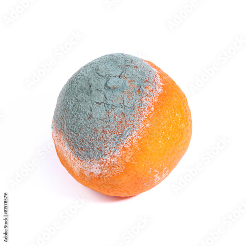 orange moisie photo