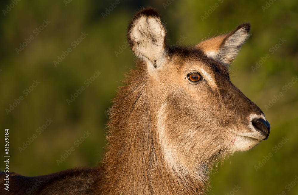 Waterbuck  Antelope Portrait