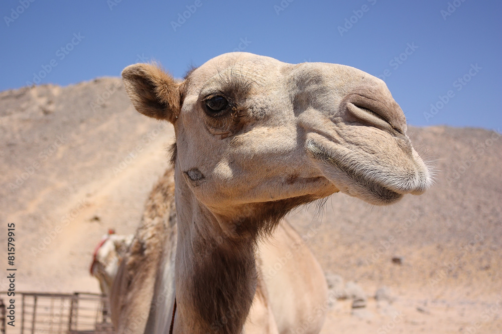 Obraz premium Camel in the desert