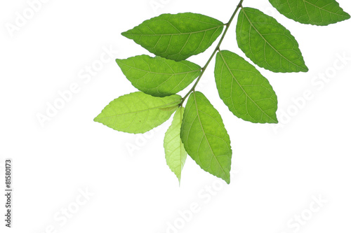 Green leaves , isolated on white background.