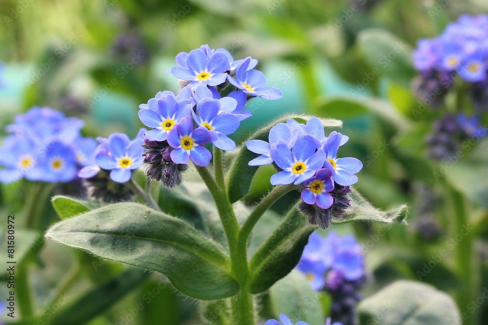 Forget-me-not Forget-me-not