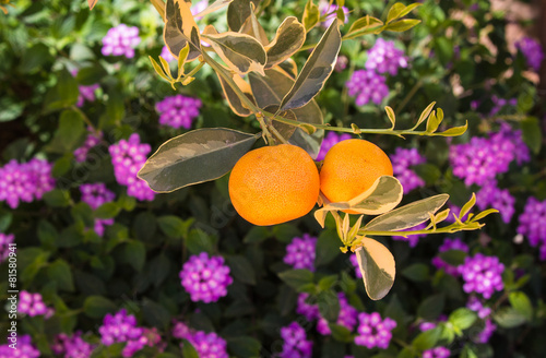 Oranges with flowers photo