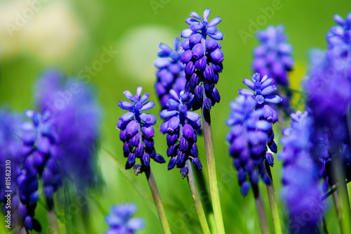 Fototapeta Naklejka Na Ścianę i Meble -  Fiore e prato, giardino sfondo prato sfocato