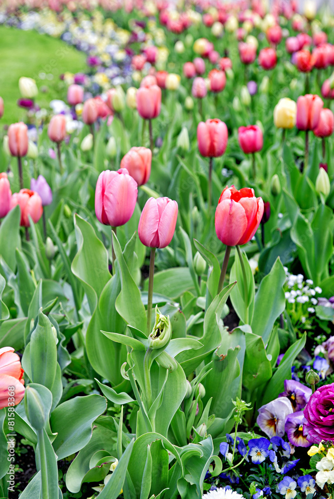 Fototapeta premium Spring flowers. Colorful blossoms. Retro style toned picture