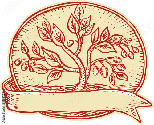 Olive Tree Ribbon Oval Etching