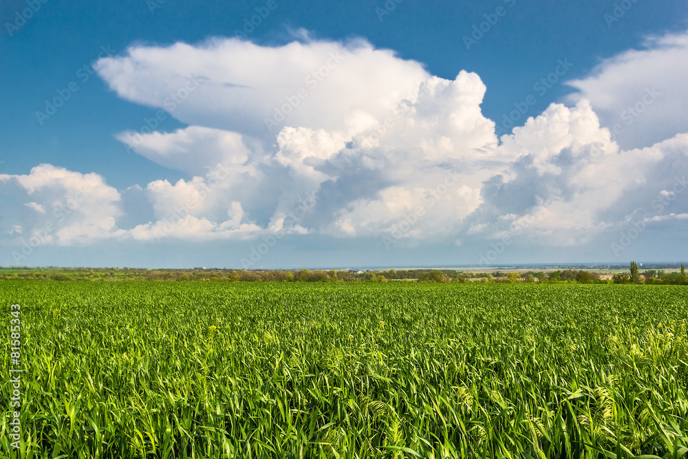 Green field on the background of blue sky