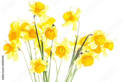 Bouquet of yellow daffodils  on white background
