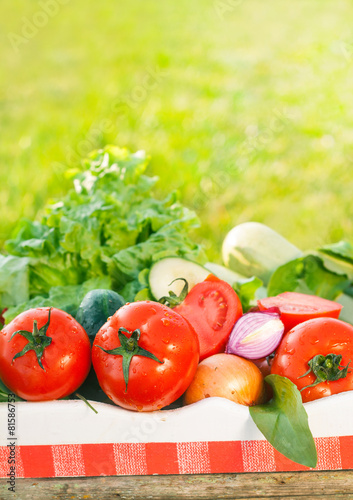 fresh organic vegetables in garden