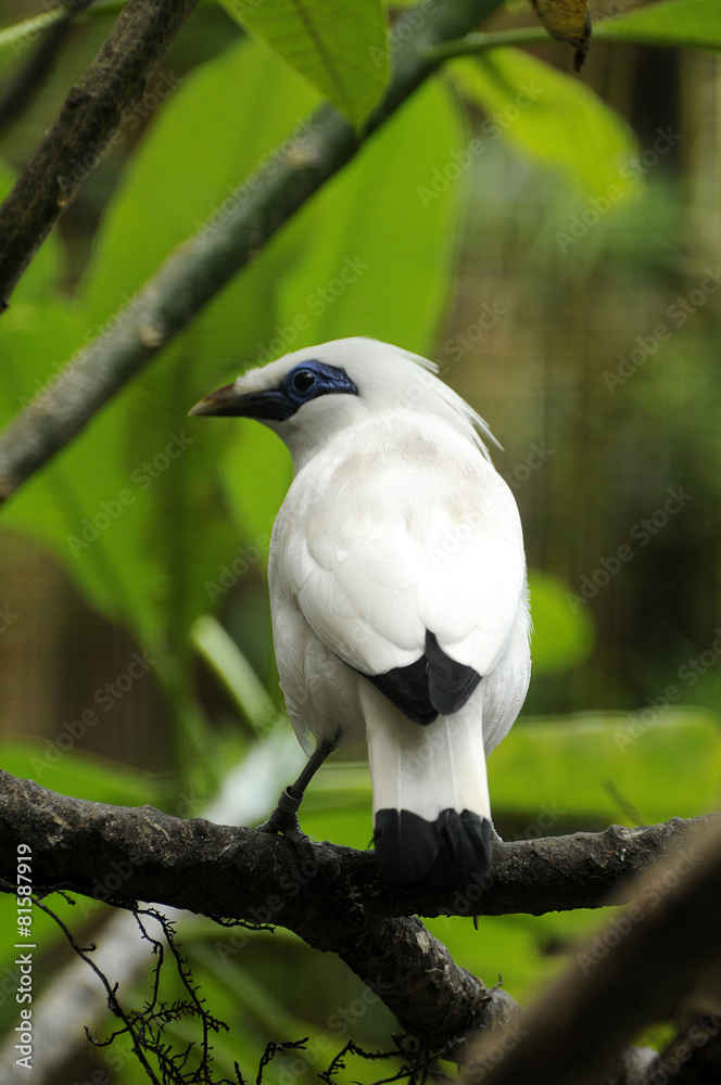 Fototapeta premium bali mynah back view