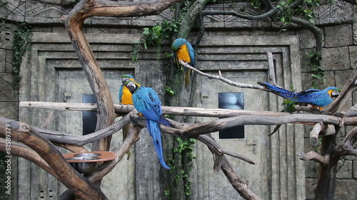 Blue-and-Yellow Macaw, Ara ararauna photo