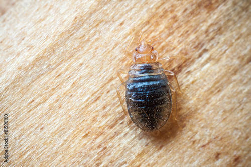 Print op canvas Bed bug on wood
