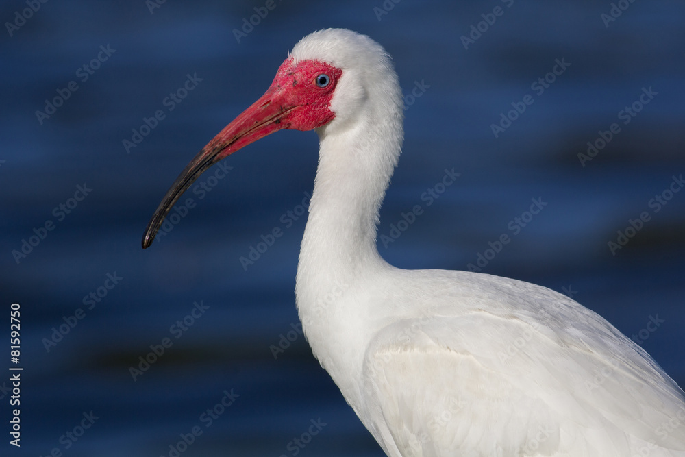 Fototapeta premium Portrait of an Ibis