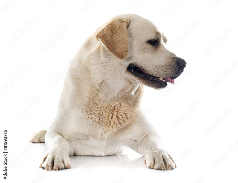 labrador retriever labrador retriever