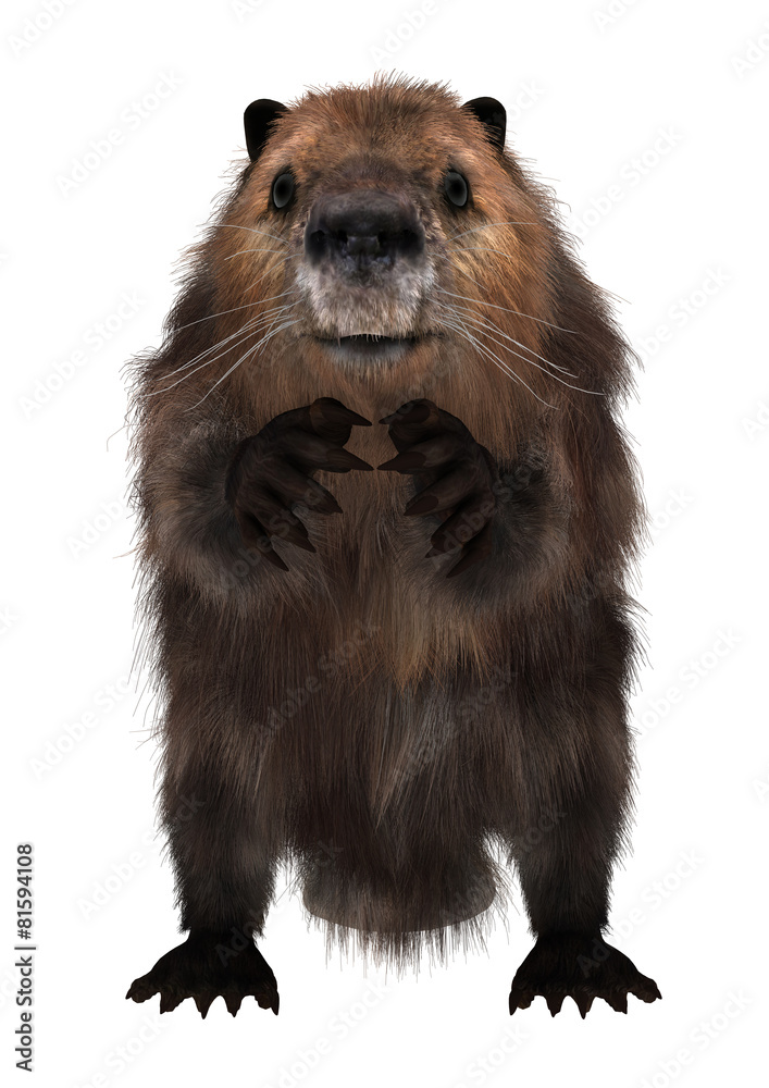 Beaver Beaver