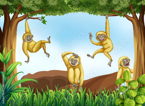 Gibbons