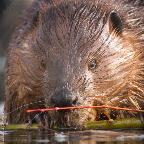 beaver