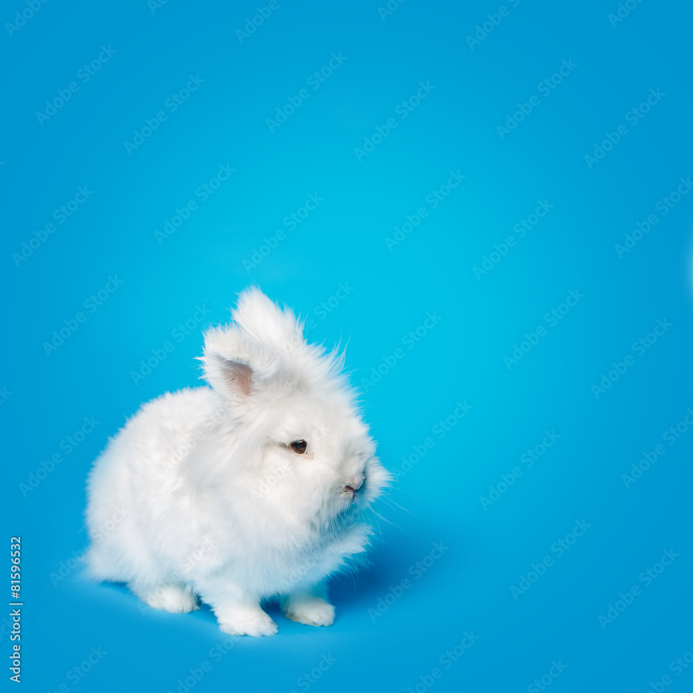 Video of white rabbit on blue screen Video of white rabbit on blue screen