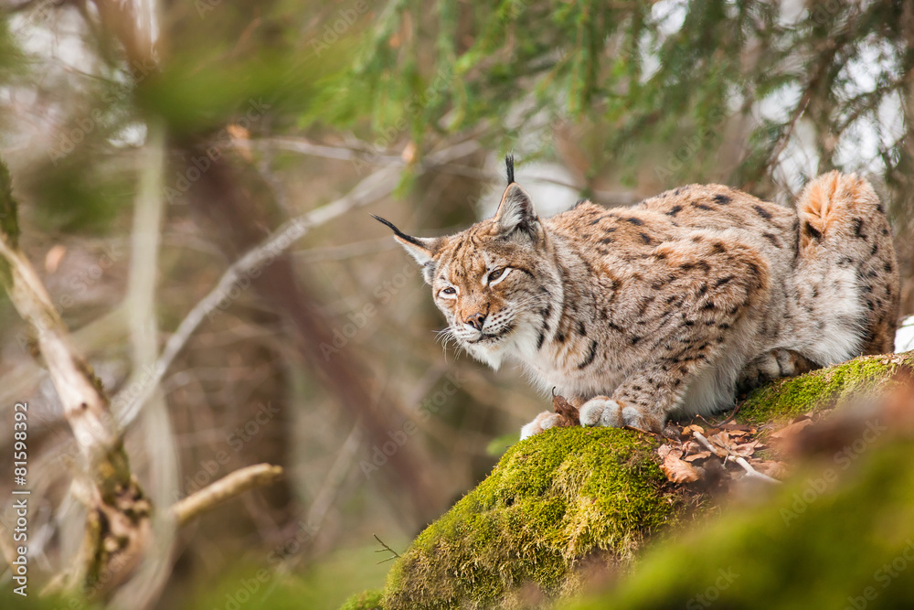 Obraz premium portrait lynx