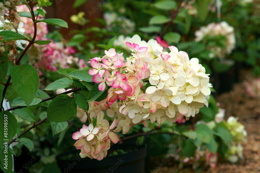 Hydrangea paniculata Diamond Rouge Hydrangea paniculata Diamond Rouge