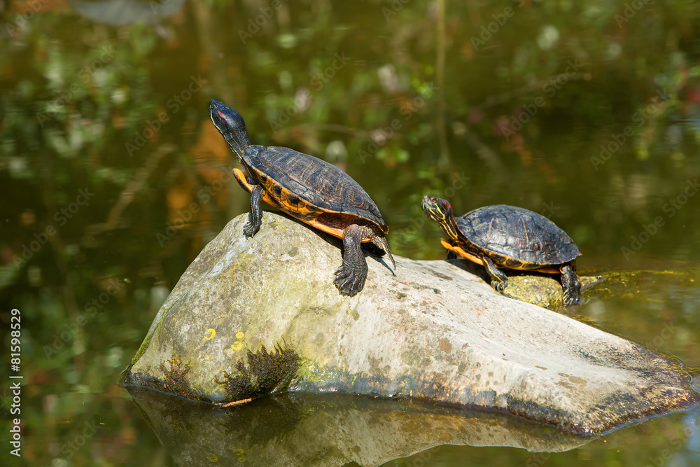 Fototapeta premium Red eared slider turtles