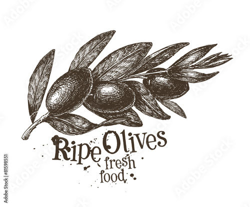 olives vector logo design template. fresh fruit, food or